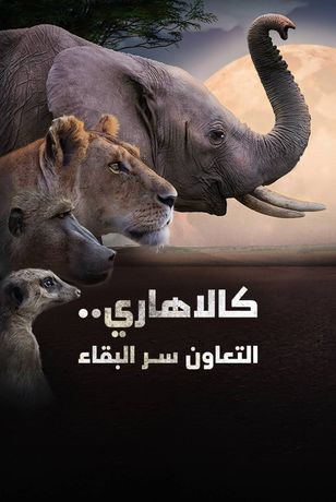 كالاهاري.. التعاون سر البقاء