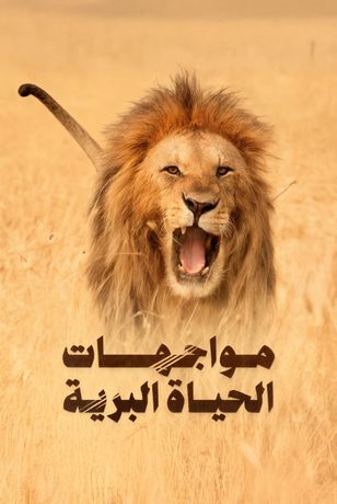 مواجهات الحياة البرية