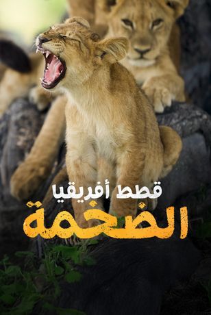 قطط أفريقيا الضخمة