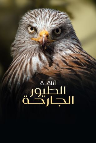 أناقة الطيور الجارحة