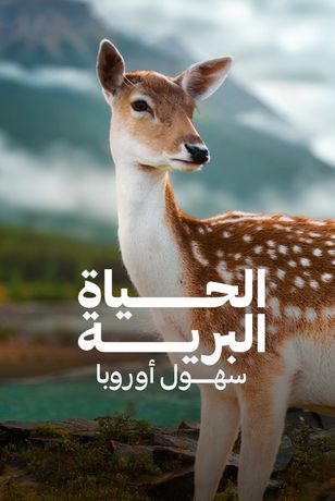 الحياة البرية.. سهول أوروبا