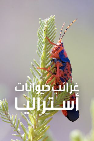 غرائب حيوانات أستراليا