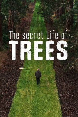 The Secret Life Of Trees