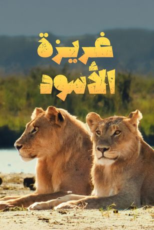 غريزة الأسود
