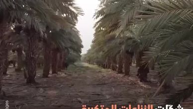 "النخيل" تراث العراق المُهدد