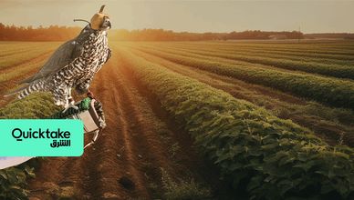 مخالب الصقور تحمي المحاصيل الزراعية