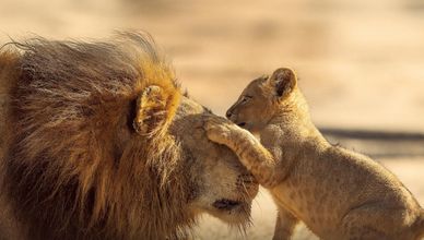 الأبوة عند الحيوانات