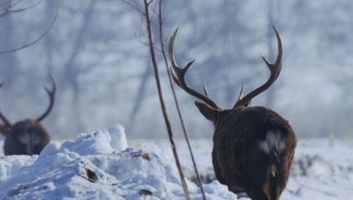 براري الصين