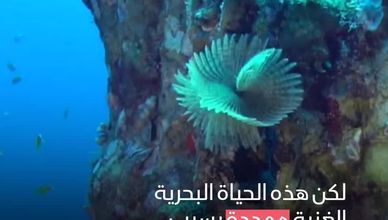 متحف تحت الماء لإنقاذ الشعاب المرجانية