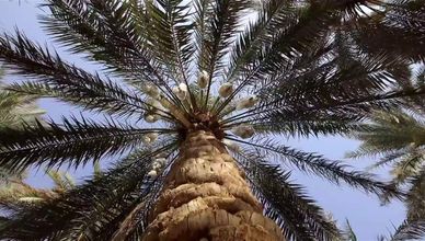 زراعة النخيل في السعودية