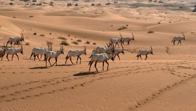 دبي.. الحياة البرية