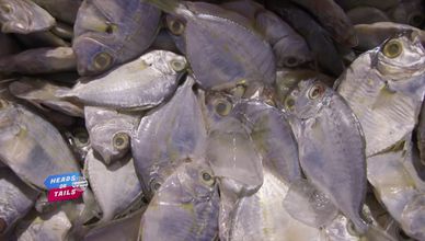 لؤلؤة البحر