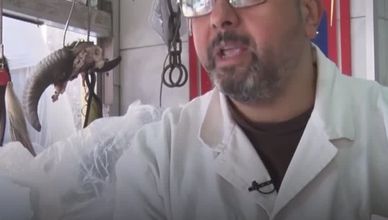 غلاء اللحوم في مصر