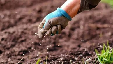 أسعار الأسمدة في مصر.. قفزة وسط أزمة الوقود والتكاليف