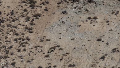 النمر المراوغ