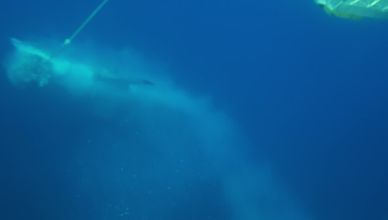 معركة حتى الموت