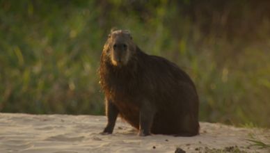فنون القتال