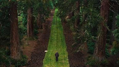 The Secret Life Of Trees