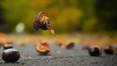 تزاوج الأشجار