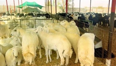 مسارات مبردة لتيسير الحج.. وتنظيم جديد يعزز عدالة شراء الأضاحي