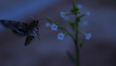 النبات يعبر عن نفسه