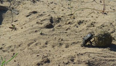 وادي الطيور