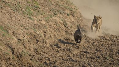 صراع الغرائز في نسيفو