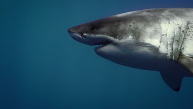 قوة المفترسات