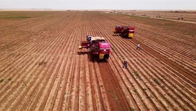 استثمارات المزارع السعودية.. سلة غذاء تنبض بالحياة