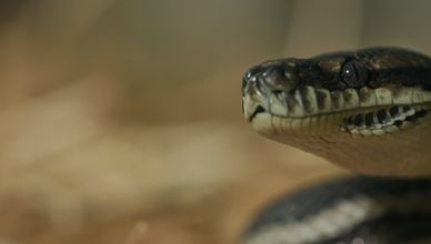 مطاردة مثيرة