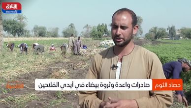 حصاد الثوم.. 6 أشهر من الزراعة تنتهي بالتصدير