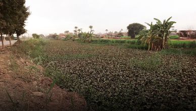 ورد النيل… من عبء بيئي إلى فرصة اقتصادية