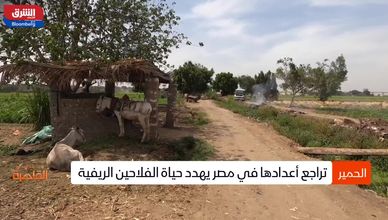 تصدير جلود الحمير يهدد مصير شريك الفلاح الوفي