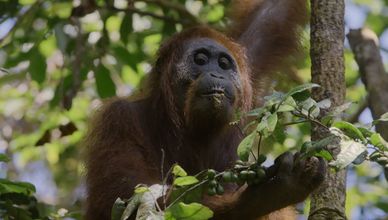 تحالفات غير متوقعة