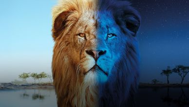 القطط الكبيرة - Big Cats 24/7