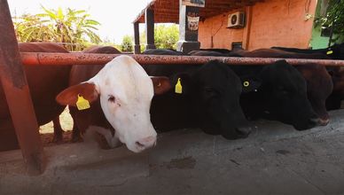 JOJO'S RANCH.. لحوم أبقار فاخرة تنمو على الموسيقى والعسل