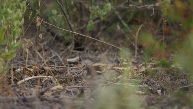 الطبيعة الساحرة