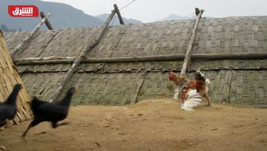 أميركا تسجل أول وفاة بشرية بسلالة "H5N5" من إنفلونزا الطيور