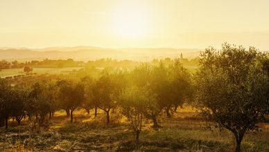 من التراجع للانتعاش.. صادرات سوريا الزراعية تستعيد أنفاسها