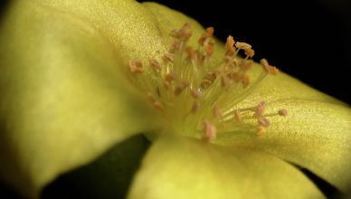 ذكاء النبات