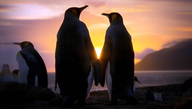 الأبوة في عالم الحيوانات