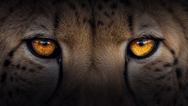 الحيوانات المفترسة.. غريزة البقاء