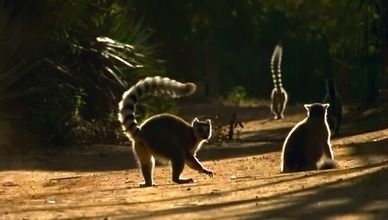 لغة الفراشات