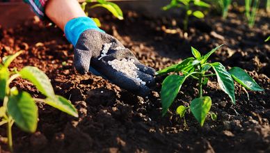 قطاع الزراعة في غزة.. تقرير منظمة "فاو"