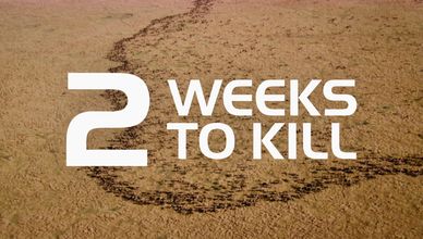 شريعة الغاب