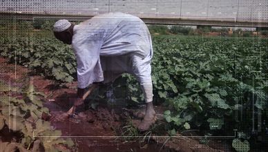 الزراعة في السودان.. تحديات غير مسبوقة