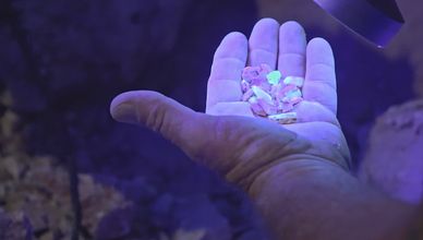 الفرصة الأخيرة