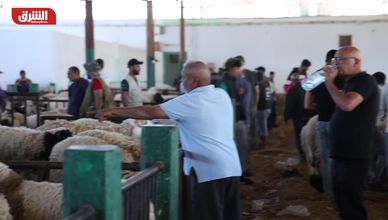 تونس.. أزمة الأعلاف ترفع أسعار الأضاحي