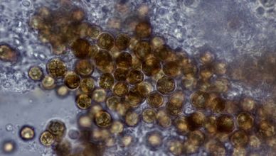 صراع الأعماق