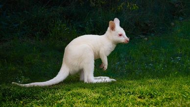 صغار الفلامنغو